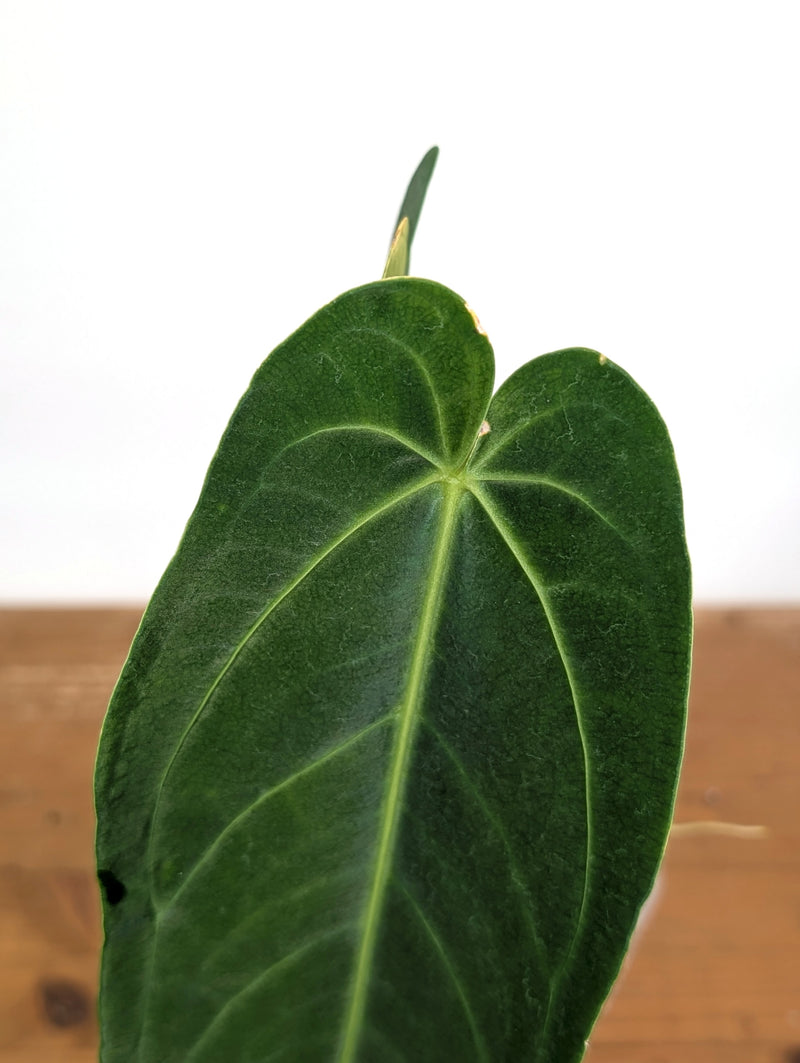 Anthurium Zamora Queen - Exact Plant XL Mature #26A