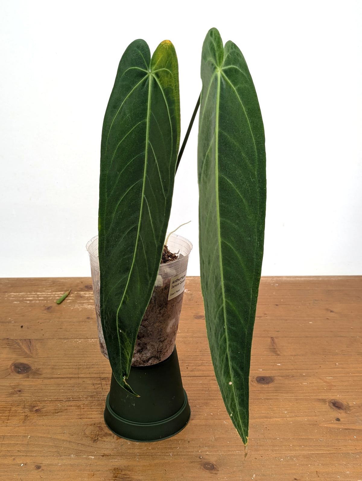 Anthurium Zamora Queen - Exact Plant XL Mature #26A