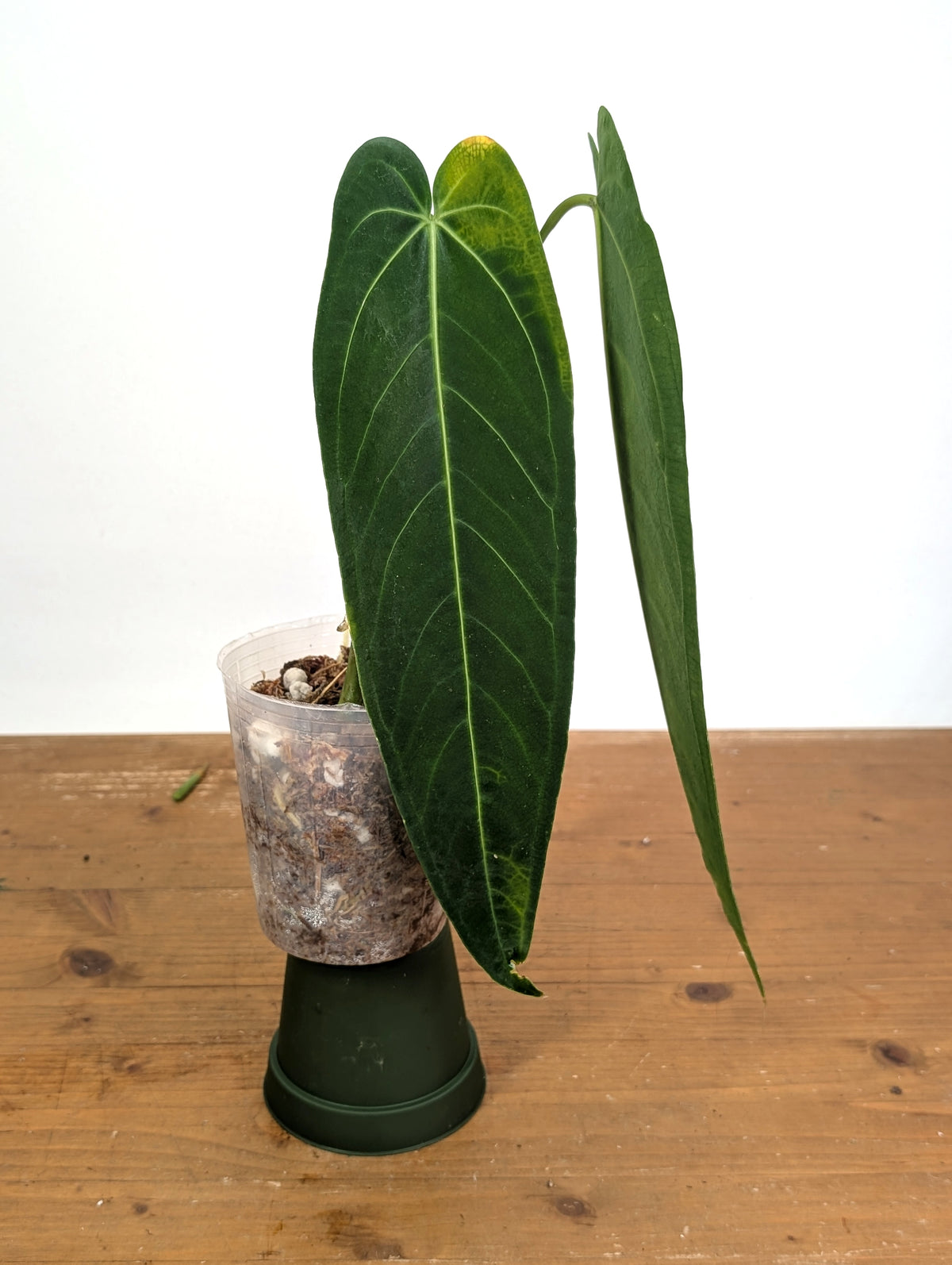 Anthurium Zamora Queen - Exact Plant XL Mature #26A