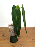 Anthurium Zamora Queen - Exact Plant XL Mature #26A
