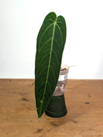 Anthurium Zamora Queen - Exact Plant XL Mature #26A