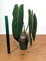 Anthurium Zamora Queen - Exact Plant XL Mature #26B