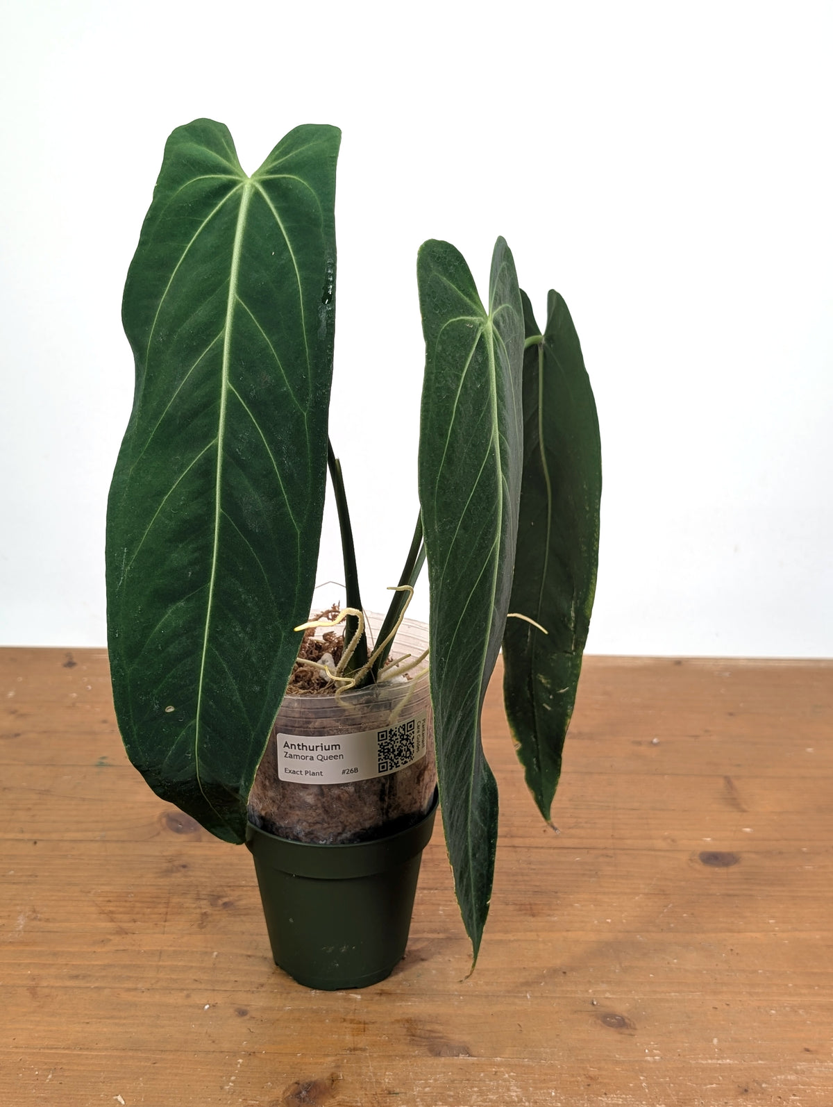 Anthurium Zamora Queen - Exact Plant XL Mature #26B