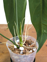 Anthurium Zamora Queen - Exact Plant XL Mature #26B