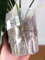 Anthurium Warocqueanum 'Queen' - Exact Plant Narrow Dark 4" Pot (#26P)