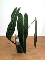 Anthurium Zamora Queen - Exact Plant XL Mature #26B