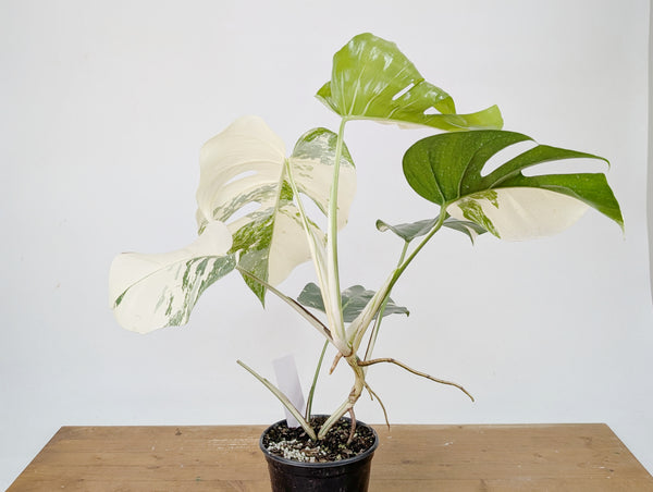 Monstera Albo Borsigniana Variegata - Exact Plant #26A - 6" Pot