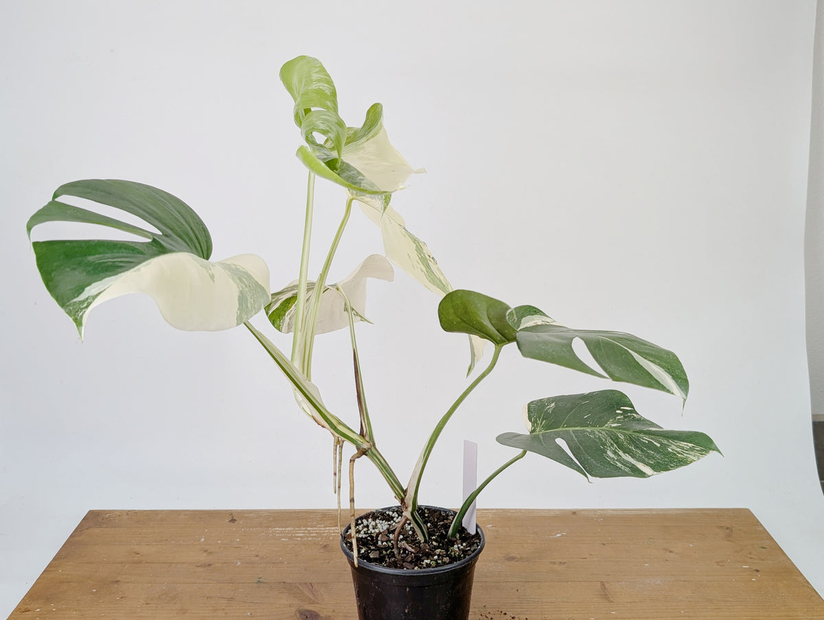 Monstera Albo Borsigniana Variegata - Exact Plant #26A - 6" Pot