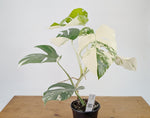 Monstera Albo Borsigniana Variegata - Exact Plant #26A - 6" Pot
