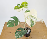 Monstera Albo Borsigniana Variegata - Exact Plant #26A - 6" Pot