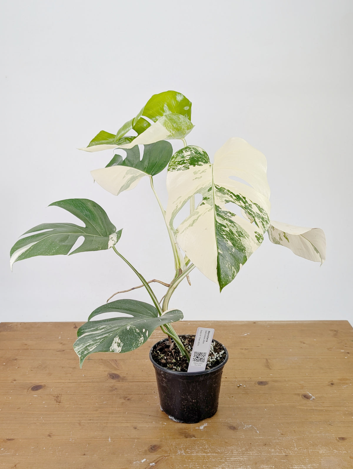 Monstera Albo Borsigniana Variegata - Exact Plant #26A - 6" Pot