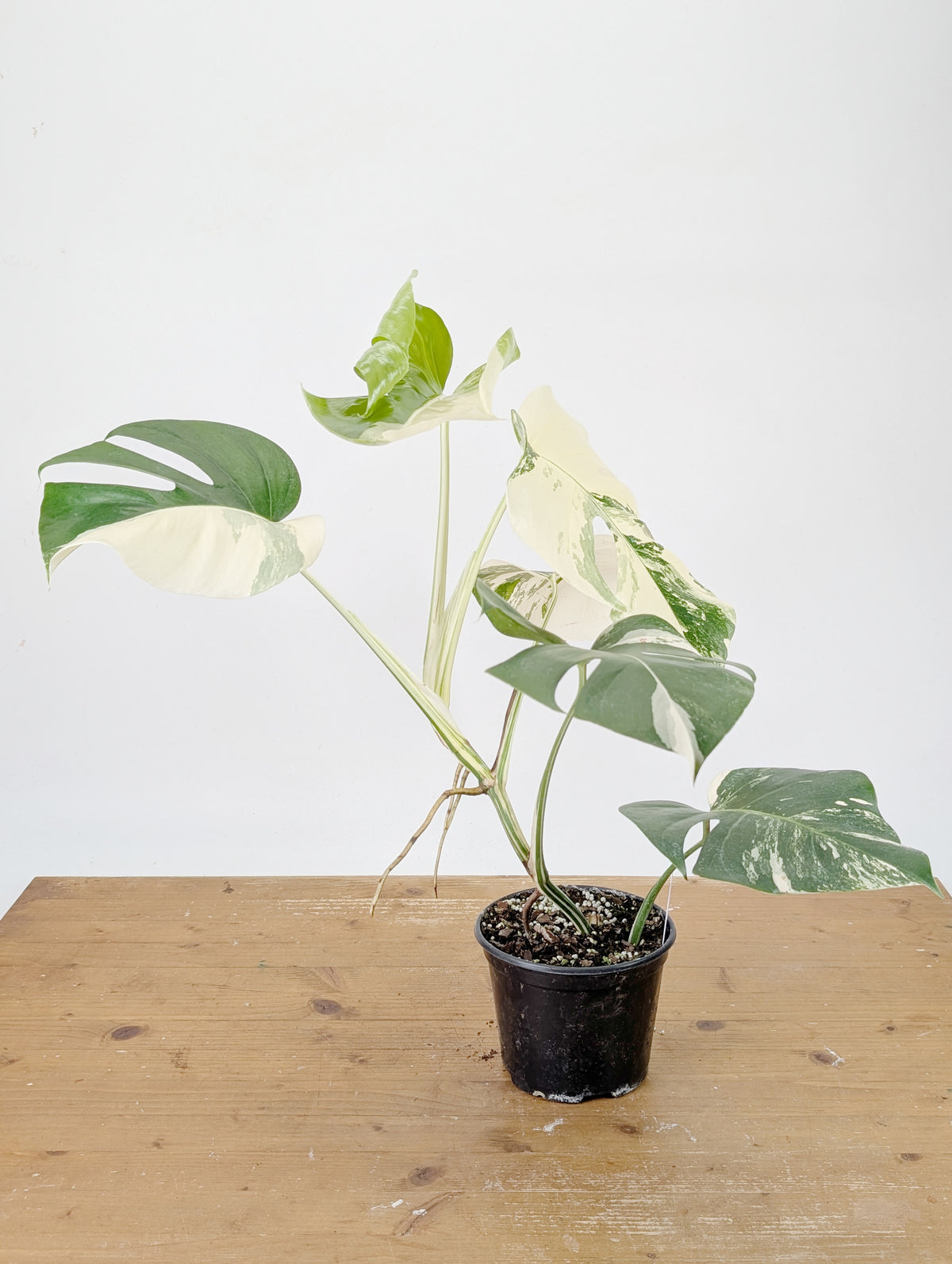 Monstera Albo Borsigniana Variegata - Exact Plant #26A - 6" Pot