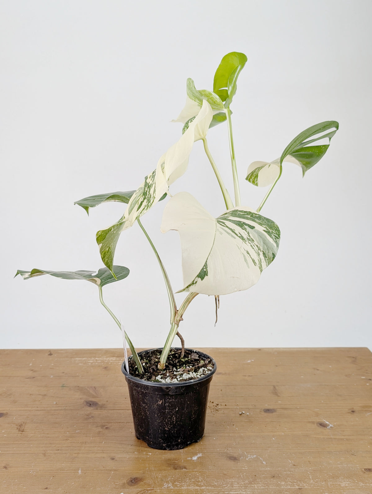 Monstera Albo Borsigniana Variegata - Exact Plant #26A - 6" Pot