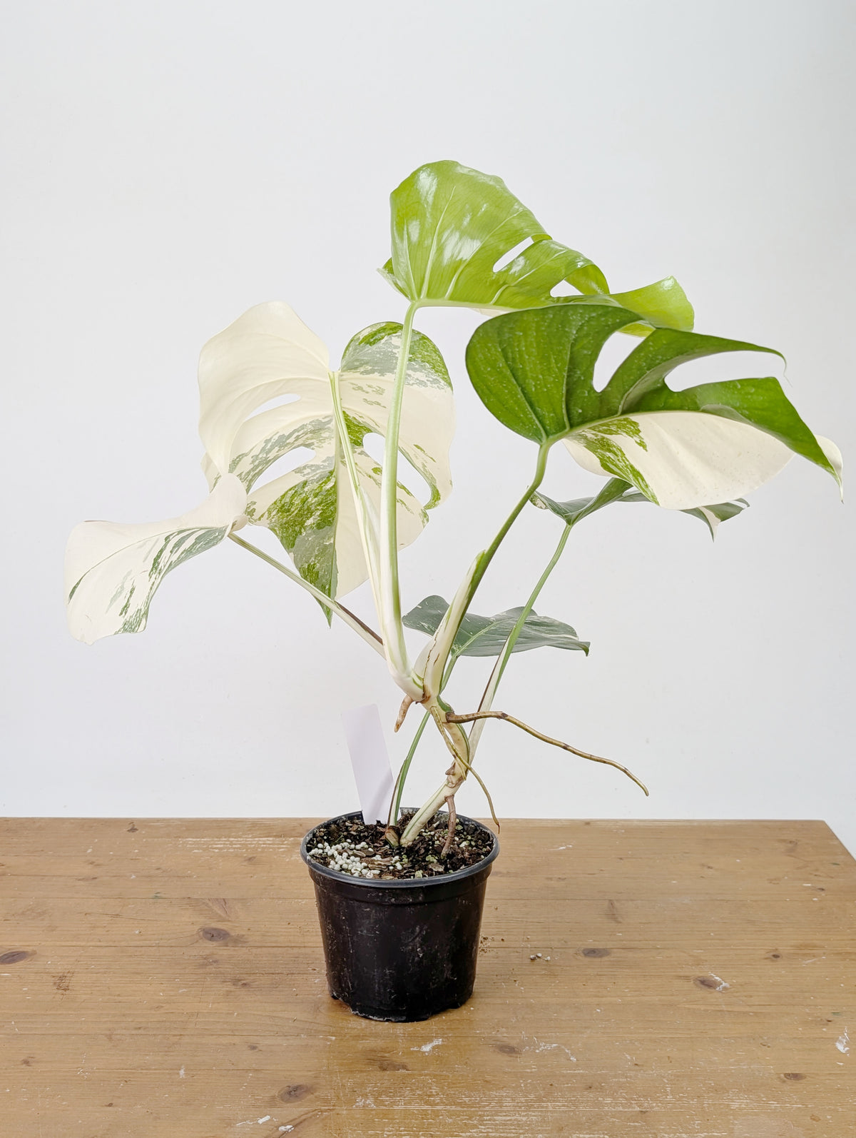 Monstera Albo Borsigniana Variegata - Exact Plant #26A - 6" Pot