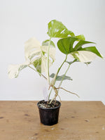 Monstera Albo Borsigniana Variegata - Exact Plant #26A - 6" Pot