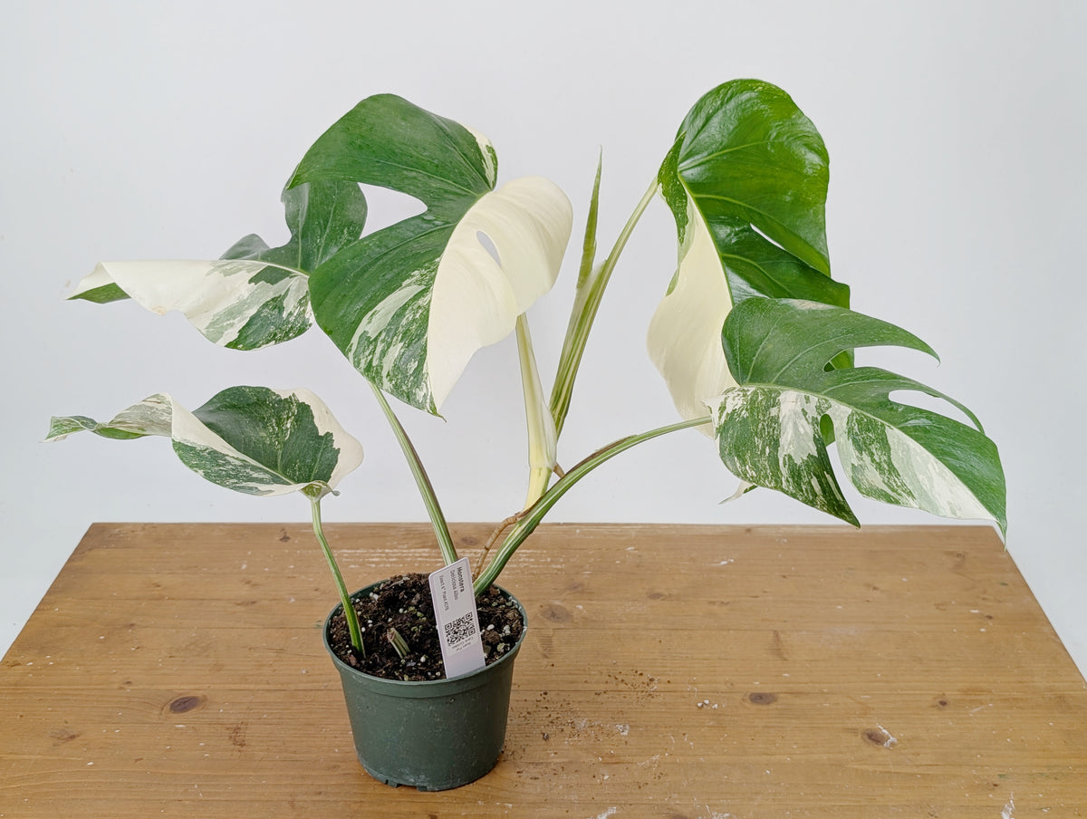 Monstera Albo Borsigniana Variegata - Exact Plant #26B - 6" Pot