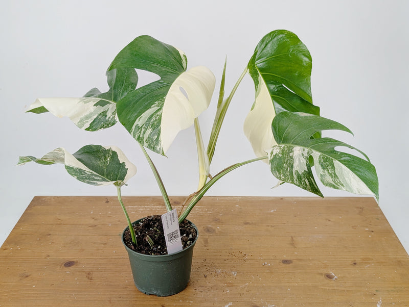 Monstera Albo Borsigniana Variegata - Exact Plant #26B - 6" Pot