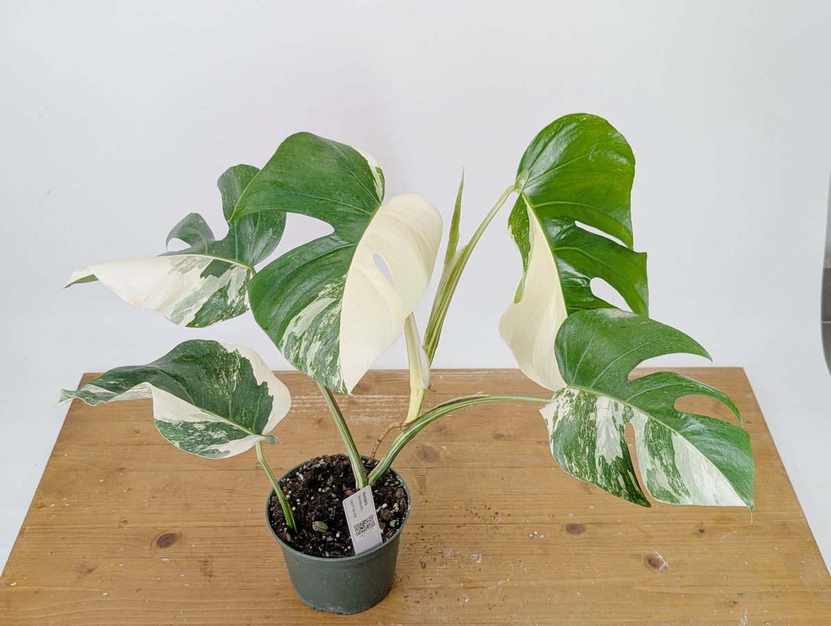 Monstera Albo Borsigniana Variegata - Exact Plant #26B - 6" Pot