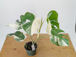 Monstera Albo Borsigniana Variegata - Exact Plant #26B - 6" Pot