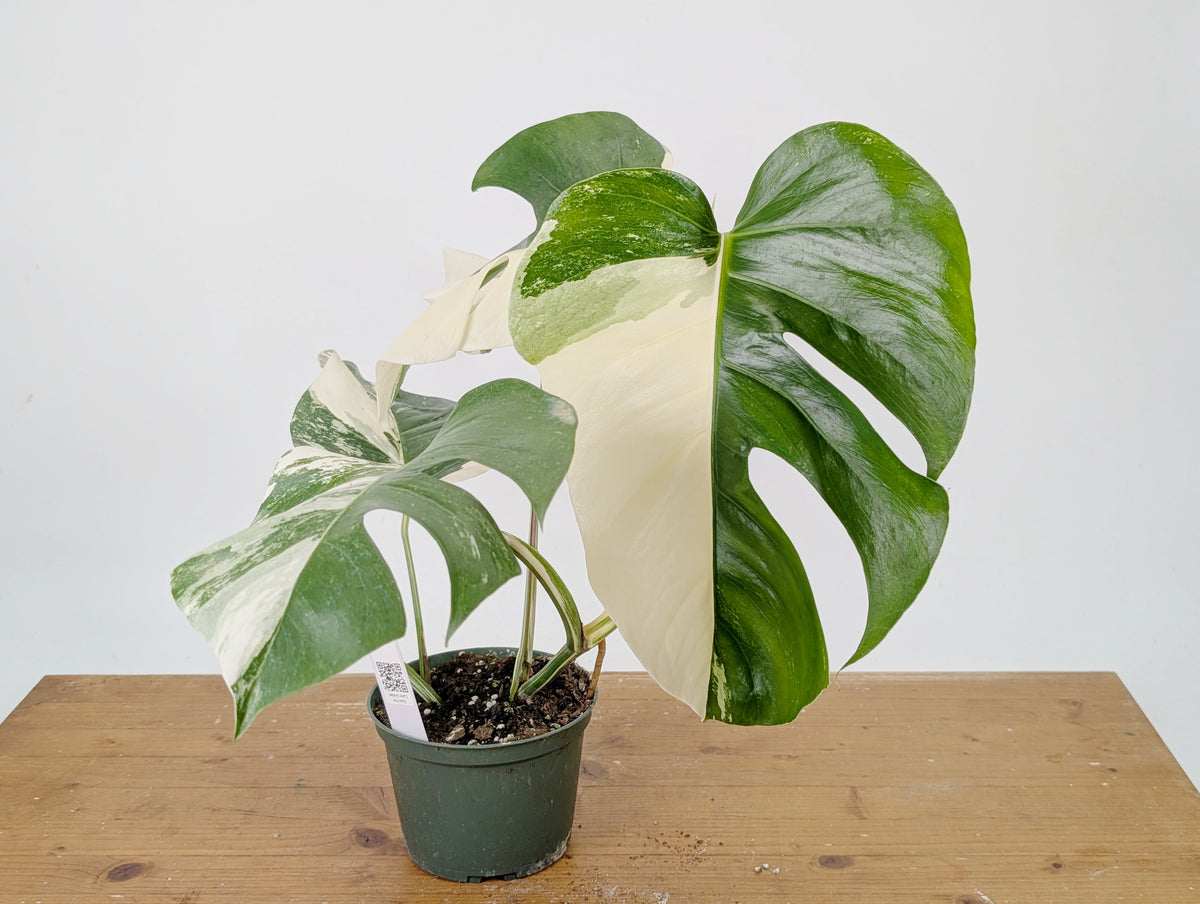 Monstera Albo Borsigniana Variegata - Exact Plant #26B - 6" Pot
