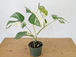 Monstera Albo Borsigniana Variegata - Exact Plant #26B - 6" Pot