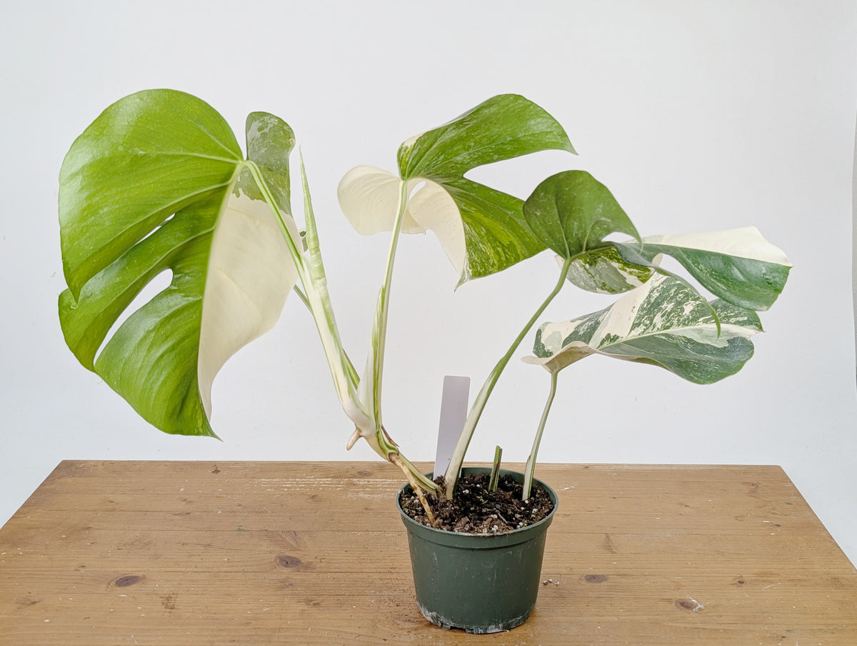 Monstera Albo Borsigniana Variegata - Exact Plant #26B - 6" Pot