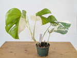 Monstera Albo Borsigniana Variegata - Exact Plant #26B - 6" Pot
