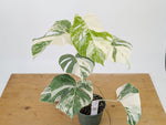 Monstera Albo Borsigniana Variegata - Exact Plant #26C - 6" Pot