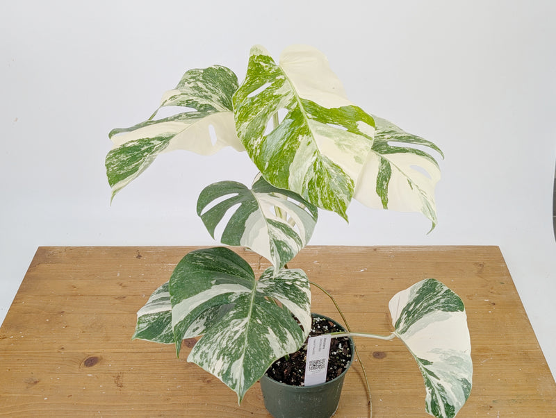 Monstera Albo Borsigniana Variegata - Exact Plant #26C - 6" Pot
