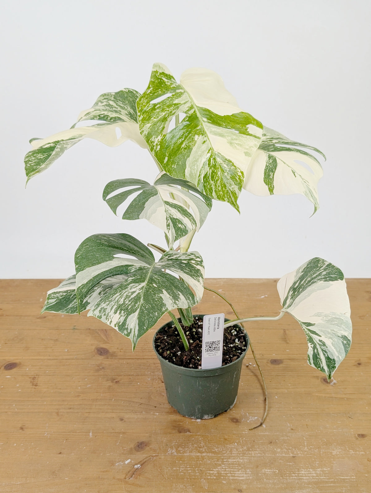 Monstera Albo Borsigniana Variegata - Exact Plant #26C - 6" Pot