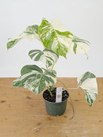 Monstera Albo Borsigniana Variegata - Exact Plant #26C - 6" Pot