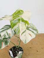 Monstera Albo Borsigniana Variegata - Exact Plant #26C - 6" Pot