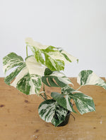 Monstera Albo Borsigniana Variegata - Exact Plant #26C - 6" Pot