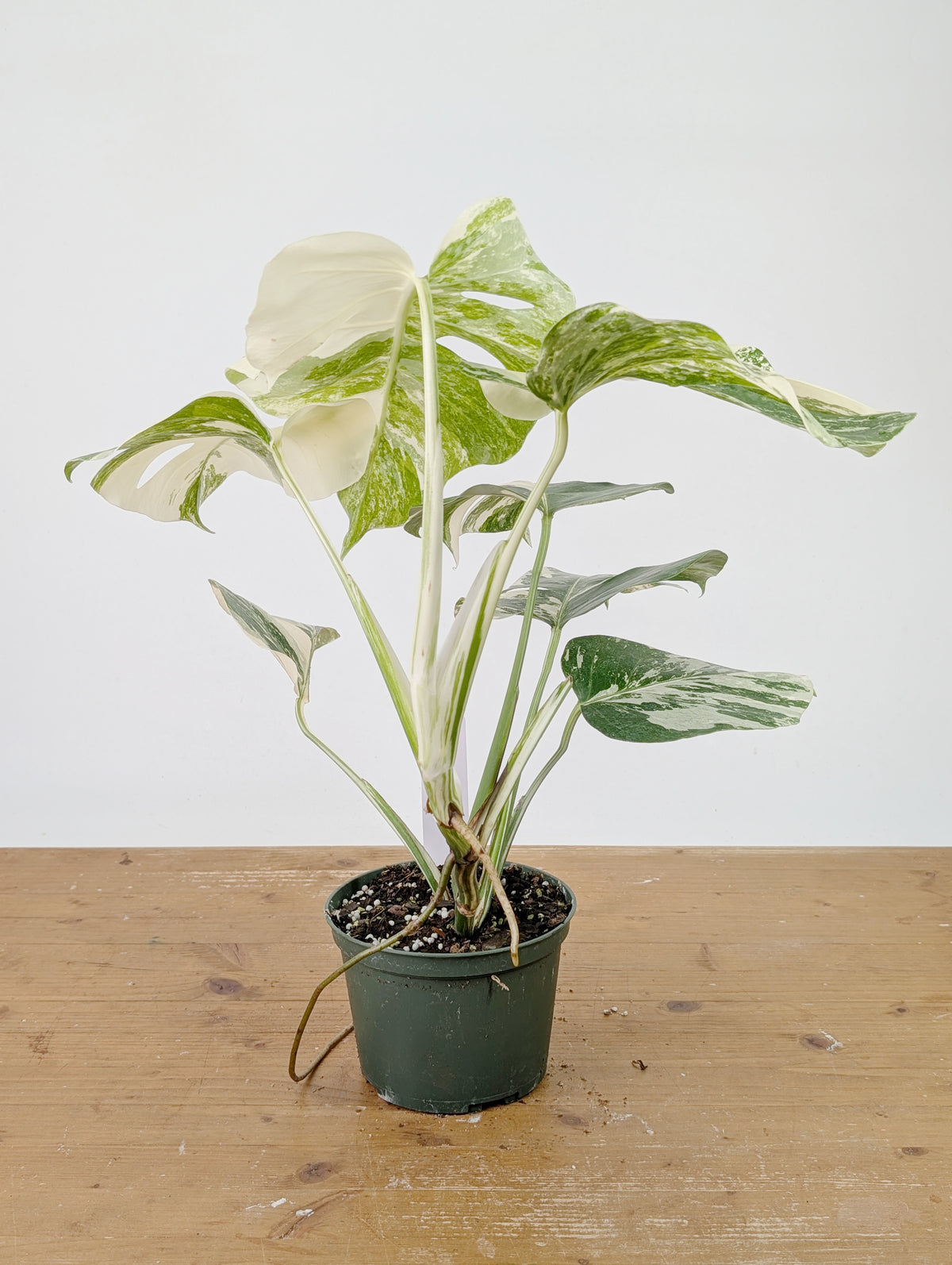 Monstera Albo Borsigniana Variegata - Exact Plant #26C - 6" Pot