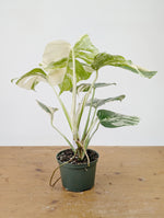 Monstera Albo Borsigniana Variegata - Exact Plant #26C - 6" Pot
