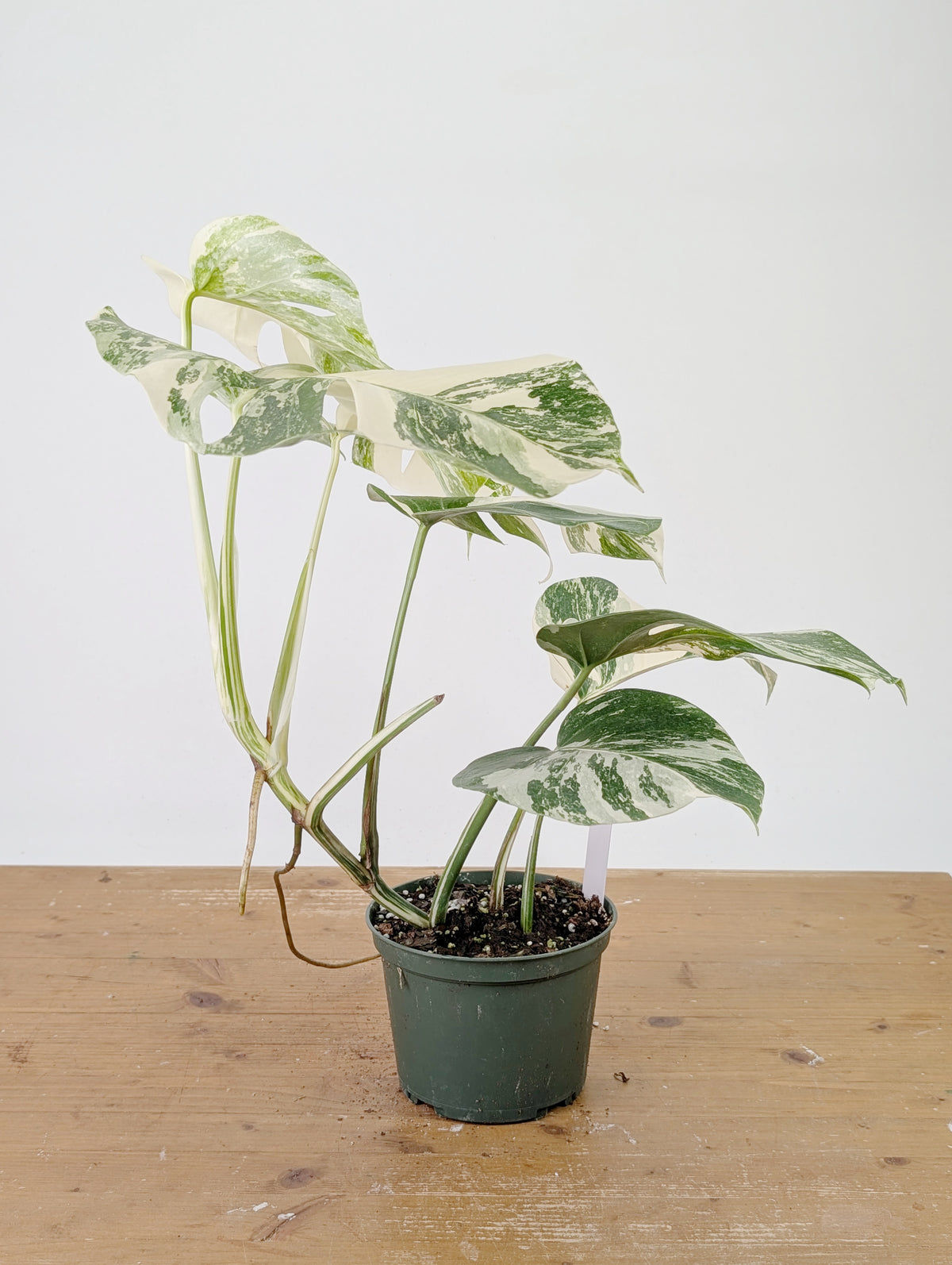 Monstera Albo Borsigniana Variegata - Exact Plant #26C - 6" Pot