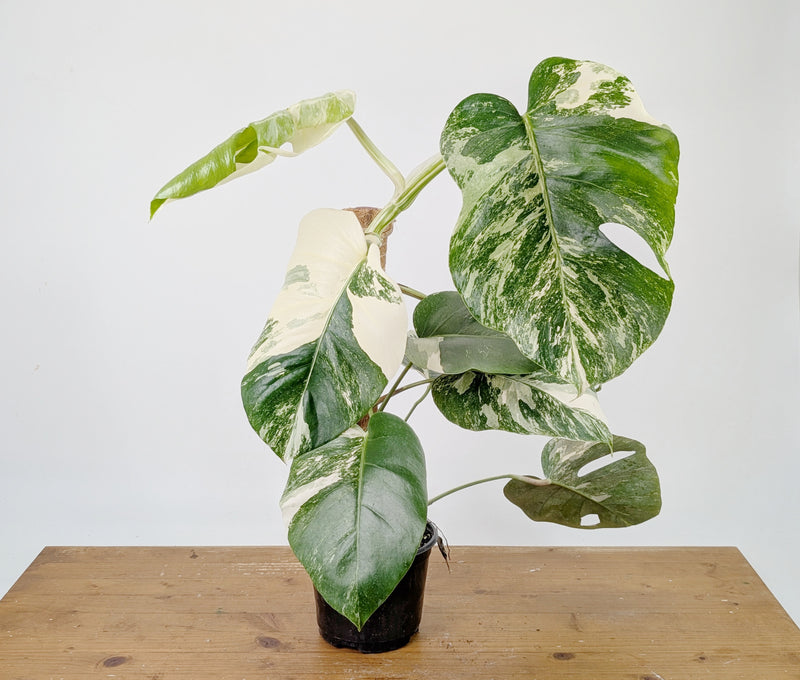 Monstera Albo Borsigniana Variegata - Exact Plant #26D - 6" Pot