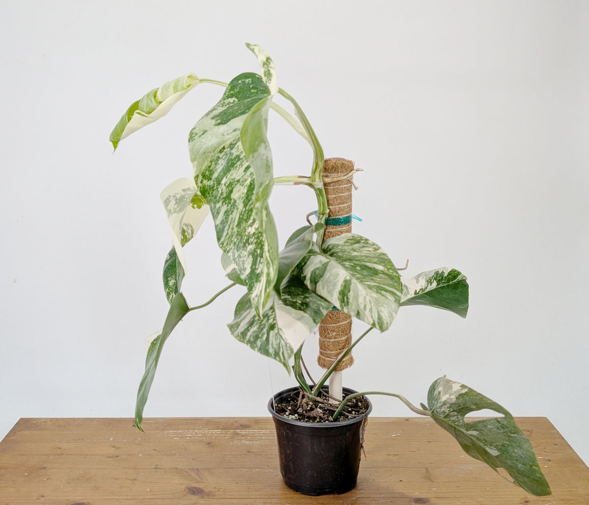 Monstera Albo Borsigniana Variegata - Exact Plant #26D - 6" Pot
