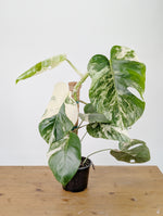 Monstera Albo Borsigniana Variegata - Exact Plant #26D - 6" Pot