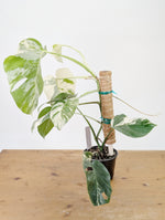 Monstera Albo Borsigniana Variegata - Exact Plant #26D - 6" Pot