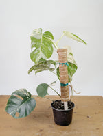 Monstera Albo Borsigniana Variegata - Exact Plant #26D - 6" Pot