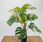 Monstera Aurea Tricolor - Approx 2ft Tall - Mature Exact Plant #26A - 6" Pot