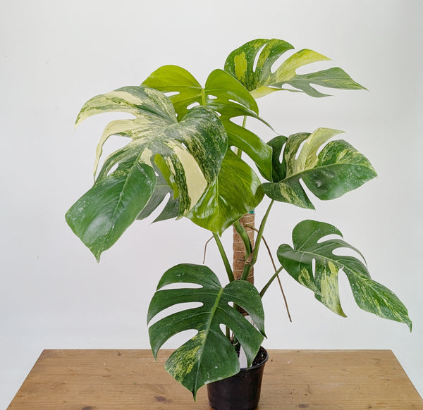 Monstera Aurea Tricolor - Approx 2ft Tall - Mature Exact Plant #26A - 6" Pot