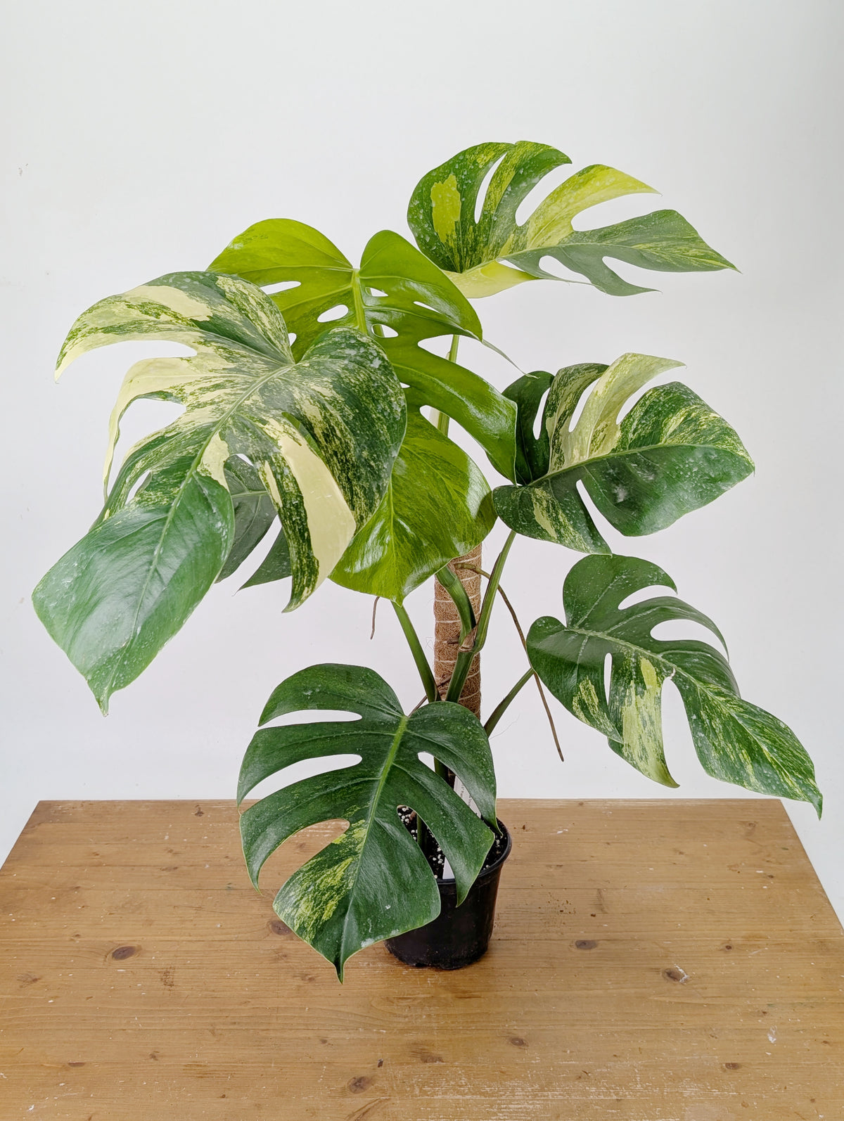 Monstera Aurea Tricolor - Approx 2ft Tall - Mature Exact Plant #26A - 6" Pot