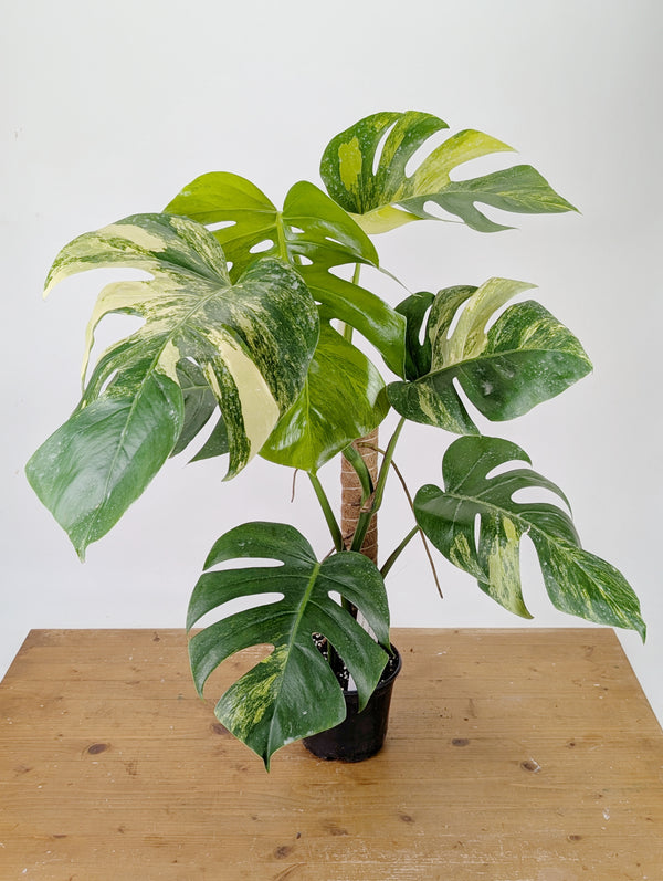 Monstera Aurea Tricolor - Approx 2ft Tall - Mature Exact Plant #26A - 6" Pot