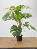 Monstera Aurea Tricolor - Approx 2ft Tall - Mature Exact Plant #26A - 6" Pot