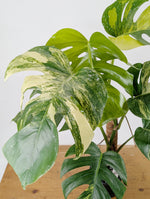 Monstera Aurea Tricolor - Approx 2ft Tall - Mature Exact Plant #26A - 6" Pot