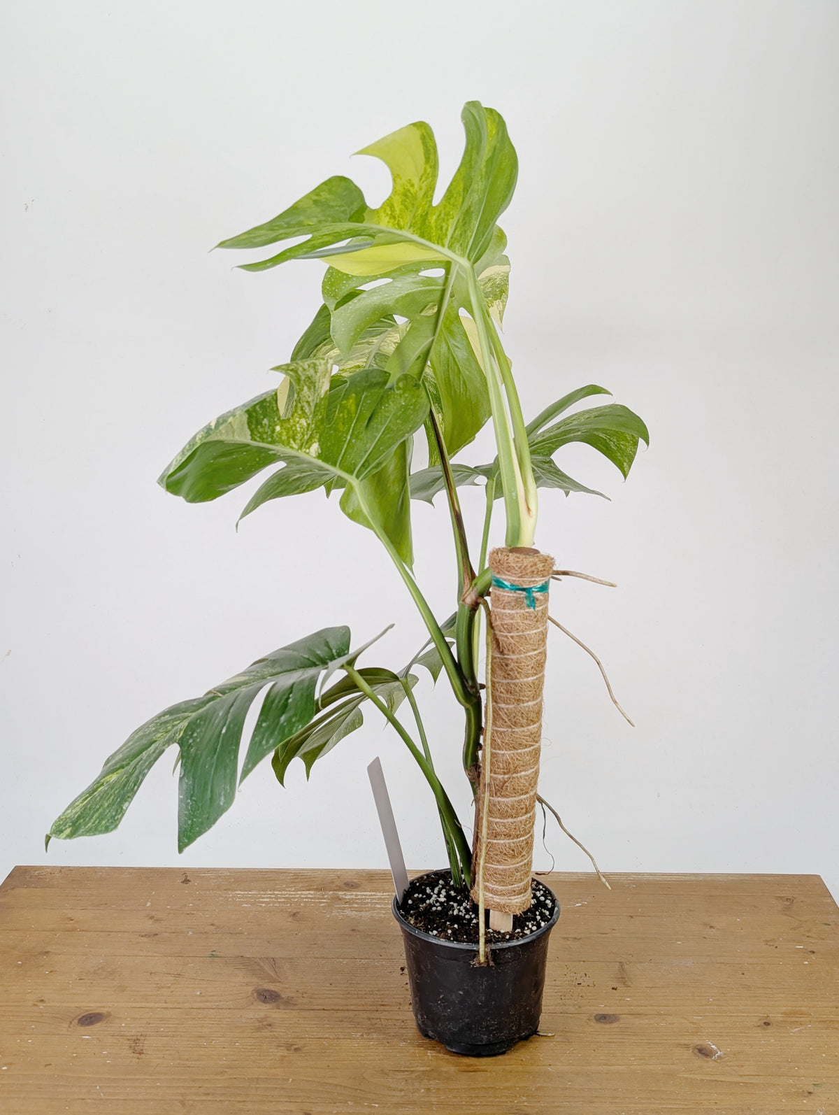 Monstera Aurea Tricolor - Approx 2ft Tall - Mature Exact Plant #26A - 6" Pot