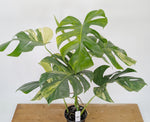 Monstera Aurea Tricolor - Approx 2ft Tall - Mature Exact Plant #26B - 6" Pot