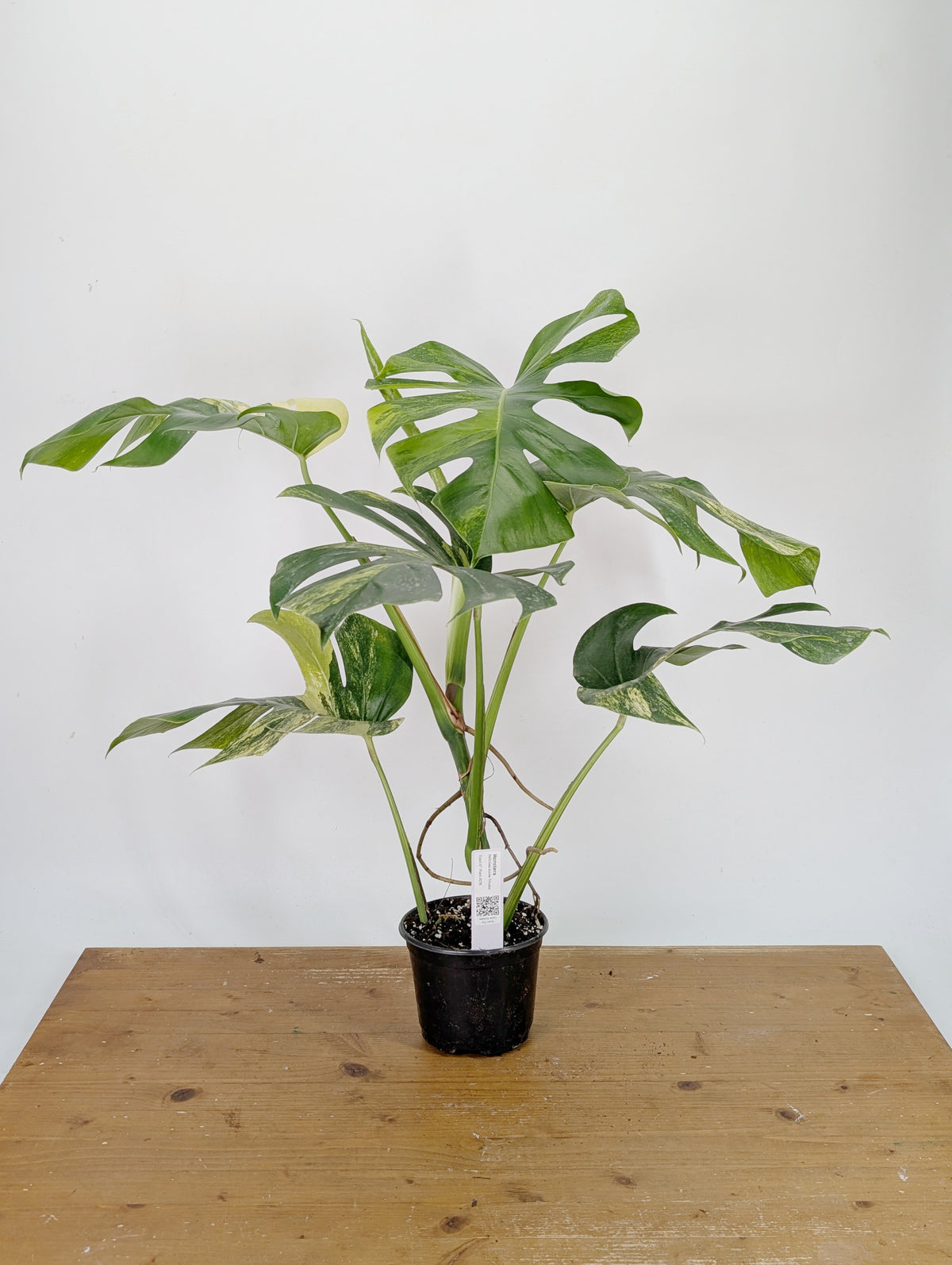 Monstera Aurea Tricolor - Approx 2ft Tall - Mature Exact Plant #26B - 6" Pot